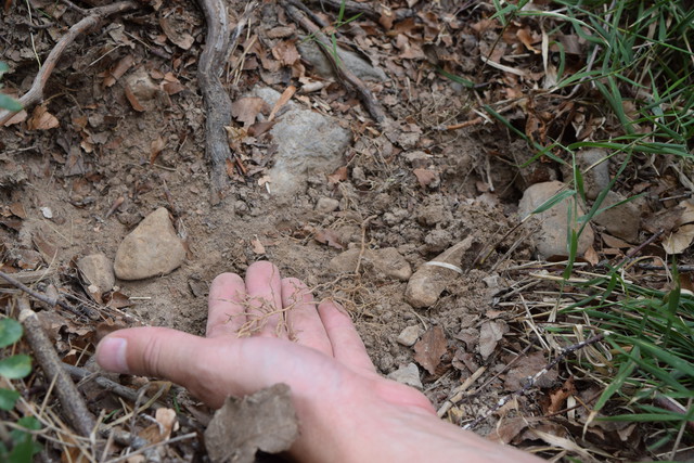 Uzorkovanje korijena divlje loze
